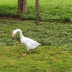 Chinese knobbelgans, Dieren en Toebehoren, Pluimvee, Mannelijk, Overige soorten