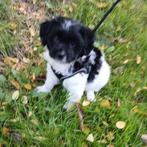 Puppy hondje te koop, Dieren en Toebehoren, Reu, CDV (hondenziekte), 8 tot 15 weken, Eén hond