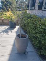 Olijfboom, Bloeit niet, 100 tot 250 cm, Olijfboom, Ophalen