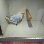 Fischeri, Dieren en Toebehoren, Vogels | Parkieten en Papegaaien, Geslacht onbekend, Dwergpapegaai of Agapornis, Geringd