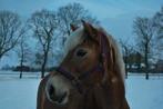 Leuke leergierige haflinger merrie te koop., B, 7 tot 10 jaar, Merrie, Gechipt