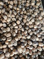 Walnoten - 3 euro per kilo 2025, Ophalen of Verzenden
