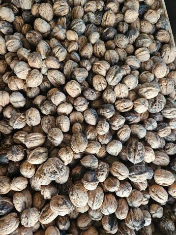 Walnoten - 3 euro per kilo 2025 beschikbaar voor biedingen