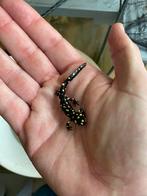 Neurergus crocatus salamanders, Ophalen, Nieuw, Terrarium of Paludarium