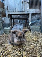 2x broer en zus konijn, Dieren en Toebehoren, Meerdere dieren, 6 tot 8 jaar