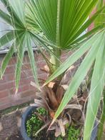 Mooie palmboom in pot vandaag ophalen €25, Tuin en Terras, Ophalen of Verzenden, Overige soorten, Volle zon