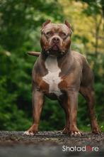 American Bully XL Pups Bossykennels bloedlijn Exclusief, Rabiës (hondsdolheid), Overige rassen, 8 tot 15 weken, Meerdere