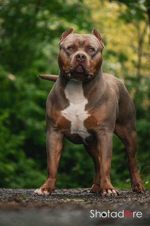 American Bully XL Pups Bossykennels bloedlijn Exclusief, Dieren en Toebehoren, Honden | Bulldogs, Pinschers en Molossers, Meerdere dieren