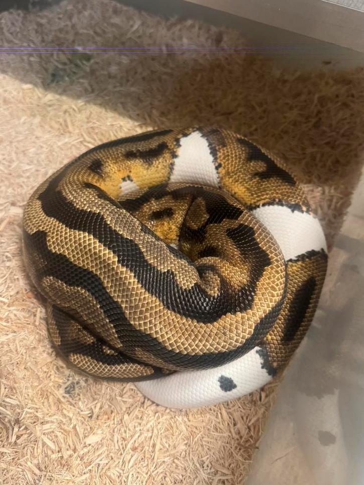 ball/ koningspython piedbal 2023 vrouw Ball Python - female for sale from Js