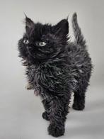 Selkirk rex kittens met stamboom 2 vrouwtjes, Dieren en Toebehoren, Poes, Gechipt, 0 tot 2 jaar
