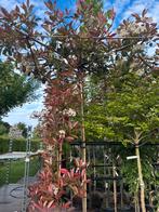 Dakvorm photinia red robin Groenblijvende dakvorm 235 stam, Tuin en Terras, Planten | Bomen, Ophalen, Volle zon