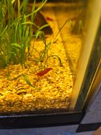 Jonge bloody mary garnalen, Dieren en Toebehoren, Kreeft, Krab of Garnaal