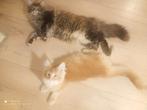 Russische Maine Coon kittens met stamboom, Dieren en Toebehoren, Katten en Kittens | Raskatten | Langhaar, Meerdere dieren, Met stamboom