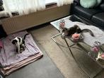5 kitten ‘s geboren op 21-08-2025 te reserveren, Dieren en Toebehoren, Katten en Kittens | Overige Katten, Geslacht onbekend, Kortharig