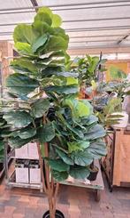 Fiscus kunstklant 200 cm, Huis en Inrichting, Kamerplanten, Halfschaduw, 200 cm of meer, Ophalen