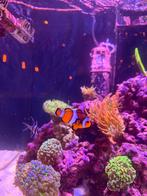 Anemoonvis - Amphiprion Ocellaris, Dieren en Toebehoren, Vissen | Aquariumvissen, Vis, Zoutwatervis