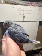 Halsbandparkiet wkws violet poppen / leuk om tam te maken ., Dieren en Toebehoren, Vogels | Parkieten en Papegaaien, Vrouwelijk