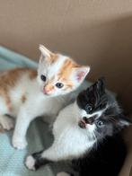 Kittens, Dieren en Toebehoren, Katten en Kittens | Overige Katten, Kater, Kortharig, 0 tot 2 jaar