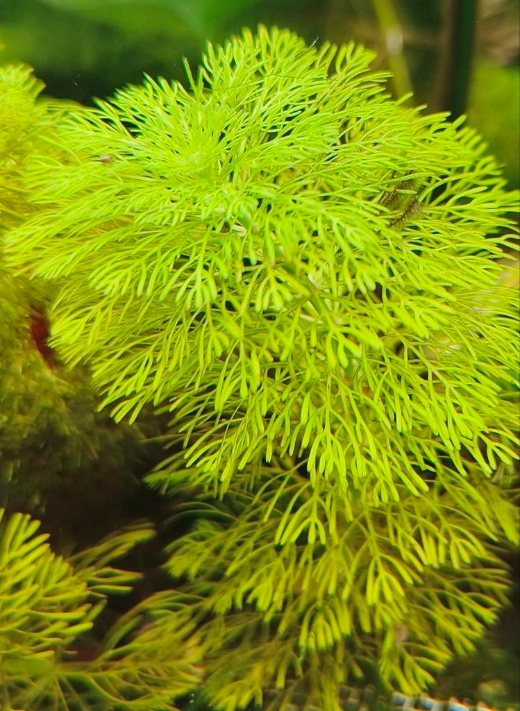 Limnophila heterophylla - Ambulia, Ophalen, Nieuw, Plant(en), Steen of Hout