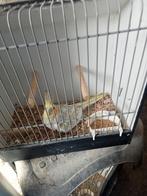 Te koop diverse vogels, Dieren en Toebehoren, Vogels | Parkieten en Papegaaien, Meerdere dieren, Parkiet