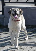 Molly 5 jaar oud uit Georgie! Molly is blind., Particulier, Rabiës (hondsdolheid), Buitenland, Teef