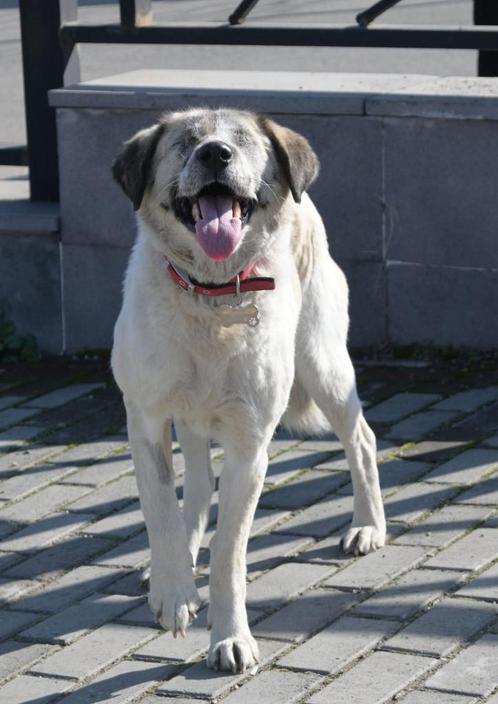 Molly 5 jaar oud uit Georgie! Molly is blind., Dieren en Toebehoren, Honden | Niet-rashonden, Groot, Teef, Particulier, Eén hond