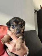Jack Russell pups, Dieren en Toebehoren, Honden | Jack Russells en Terriërs, CDV (hondenziekte), Jack Russell Terriër, 8 tot 15 weken