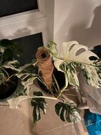 Monstera deliciosa variegata gatenplant kamerplant, Ophalen, Overige soorten, Minder dan 100 cm