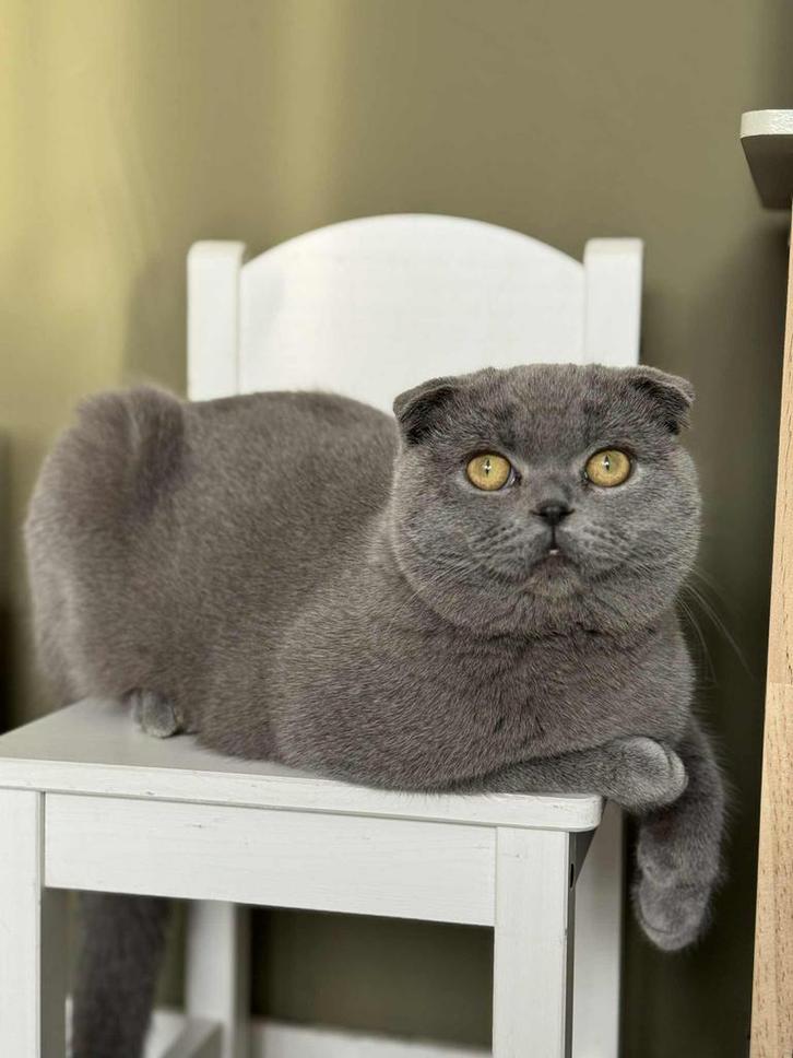 Scottish fold, Dieren en Toebehoren, Katten en Kittens | Raskatten | Korthaar, Meerdere dieren, 0 tot 2 jaar, Met stamboom, Gechipt