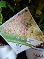 Hydrangea pan. 'Little Lime' / lage pluimhortensia, Ophalen, Zomer, Overige soorten, Halfschaduw