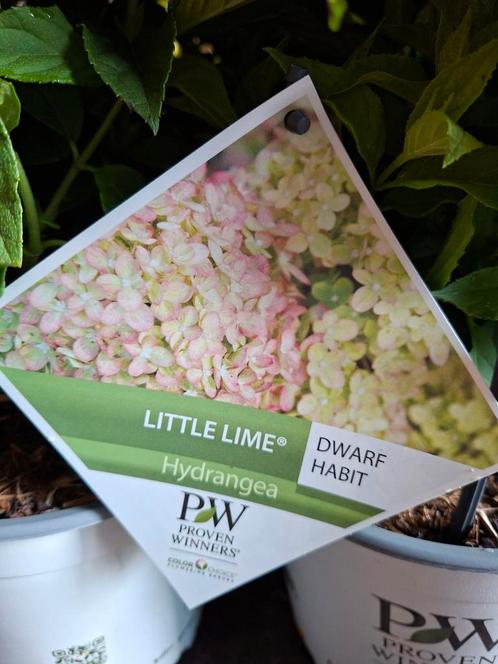 Hydrangea pan. 'Little Lime' / lage pluimhortensia, Tuin en Terras, Planten | Tuinplanten, Overige soorten, Halfschaduw, Zomer