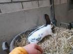 Lotharingers / vlaamse reuzen, Meerdere dieren, Groot
