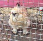 zijdehoen-USA haan, Dieren en Toebehoren, Pluimvee, Mannelijk, Kip