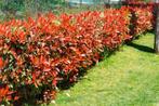 Photinia Fraseri 'Red Robin' haagstruiken in alle maten, Ophalen of Verzenden, Overige soorten, Haag, 100 tot 250 cm