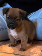 Super schattige Jackrussell x chihuahua pups, Dieren en Toebehoren, 8 tot 15 weken, CDV (hondenziekte), Meerdere, Nederland