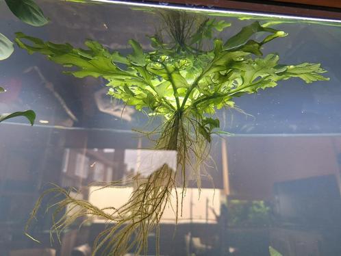 Ceratopteres Cornuta, Dieren en Toebehoren, Vissen | Aquaria en Toebehoren, Zo goed als nieuw, Plant(en), Steen of Hout, Ophalen