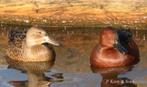 Watervogels Siereenden Ganzen enz., Eend, Meerdere dieren