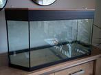 Glazen (dwerg)hamster verblijf 100x40x50 cm., Ophalen, Gebruikt, Leeg aquarium