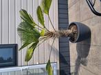Trachicarpus Wagnerianus, winterhard en zeer windbestendig !, Tuin en Terras, Planten | Bomen, Ophalen, Volle zon, Palmboom, 100 tot 250 cm