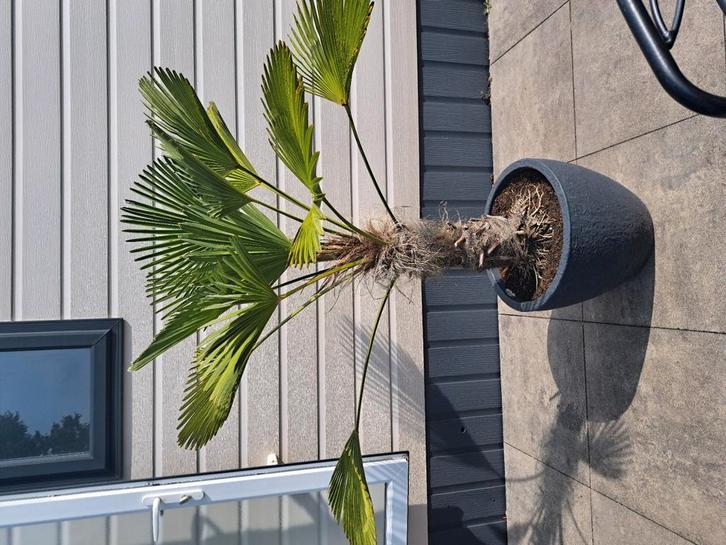 Trachicarpus Wagnerianus, winterhard en zeer windbestendig !, Tuin en Terras, Planten | Bomen, Palmboom, 100 tot 250 cm, Volle zon
