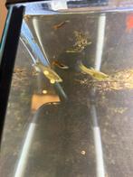 Guppies, mannetjes en vrouwtjes 0,25 ps, Dieren en Toebehoren, Vis