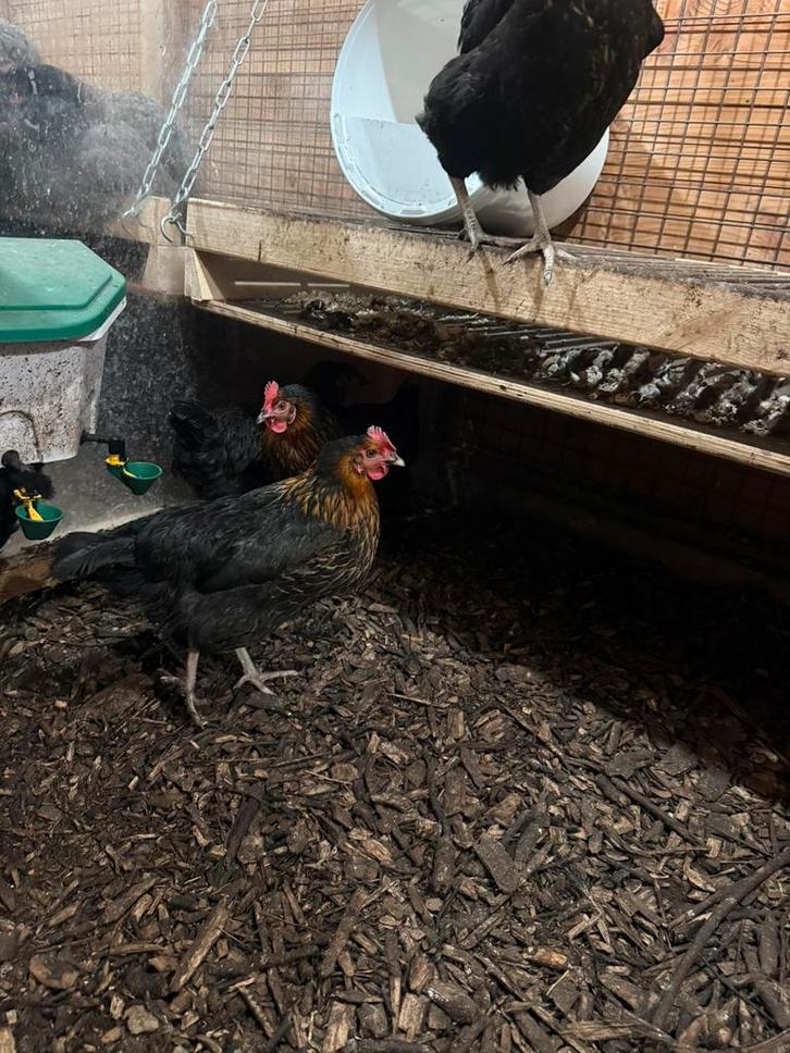 Harco kippen (hennen), Dieren en Toebehoren, Pluimvee, Kip, Vrouwelijk
