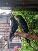 2Jonge blauwe pennant rosellas, Meerdere dieren, Parkiet, Geringd