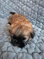 Shih tzu pups 2 reutjes van nu 5 weken oud, 8 tot 15 weken, Meerdere, Nederland, Particulier