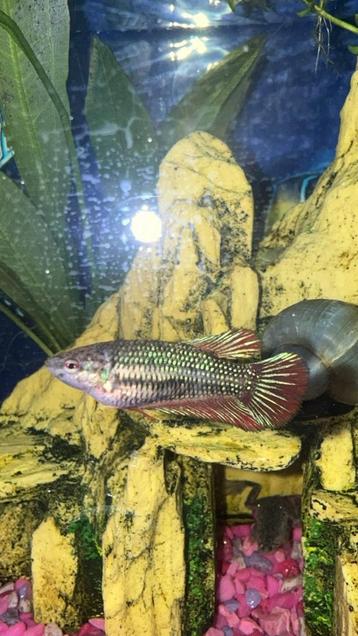 Bettas 5€ perstuk beschikbaar voor biedingen