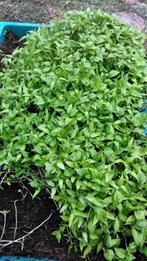 Surinaamse ( rode) peperplanten 0,50 euro per plant., Tuin en Terras, Ophalen