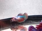 Betta vrouw tricolore red-white-blue, Dieren en Toebehoren, Vis