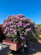 Grote Rhododendrons van eigen kwekerij, Halfschaduw, Vaste plant, Ophalen of Verzenden, Lente