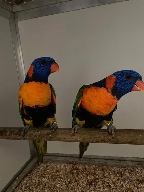 Koppel roodnek lori's., Dieren en Toebehoren, Vogels | Parkieten en Papegaaien