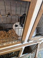 Konijnen, Dieren en Toebehoren